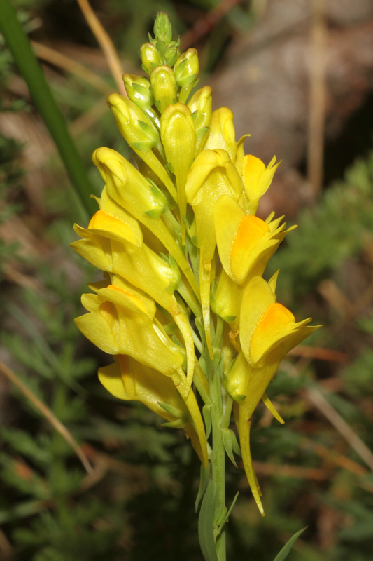 Linaria angustissima / Linajola italica